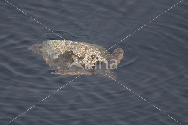 Loggerhead Turtle (Caretta caretta)