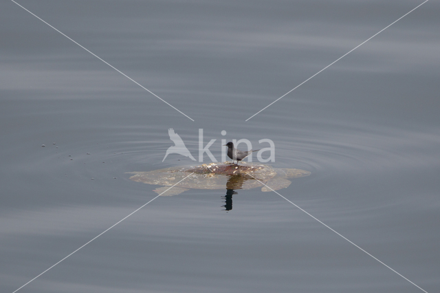 Onechte karetschildpad