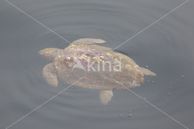 Loggerhead Turtle (Caretta caretta)