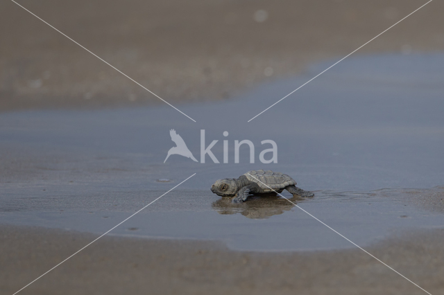 Loggerhead Turtle (Caretta caretta)