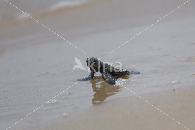 Loggerhead Turtle (Caretta caretta)