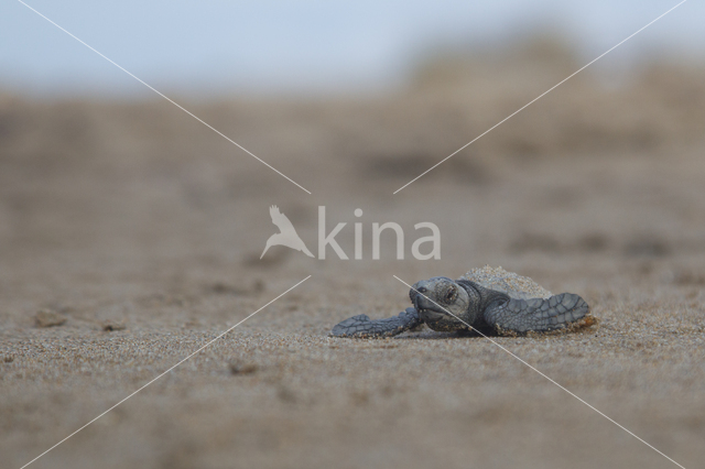 Loggerhead Turtle (Caretta caretta)