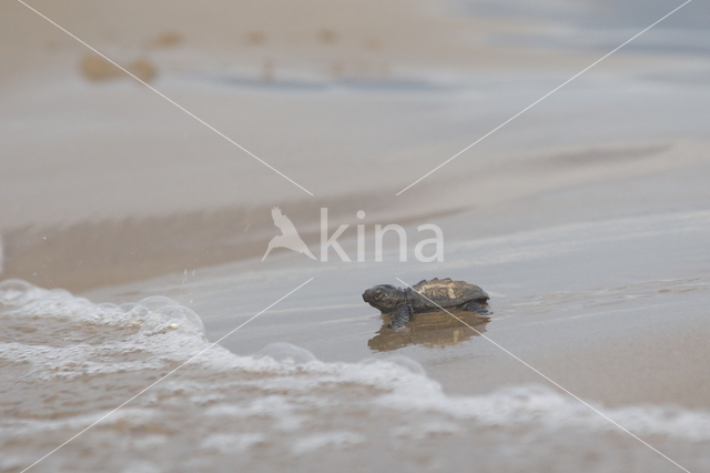 Onechte karetschildpad