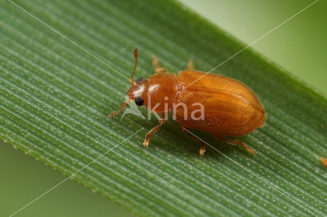 Coccidula rufa
