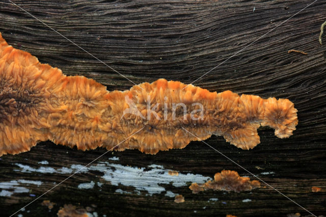 Wrinkled crust (Phlebia radiata)