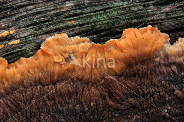 Wrinkled crust (Phlebia radiata)