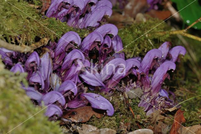 Purple Toothwort (Lathraea clandestina)