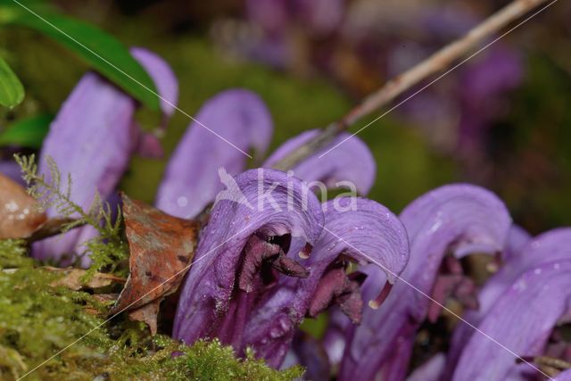 Purple Toothwort (Lathraea clandestina)