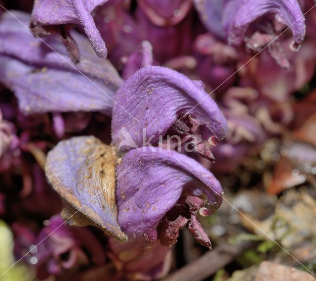 Purple Toothwort (Lathraea clandestina)