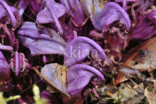 Purple Toothwort (Lathraea clandestina)