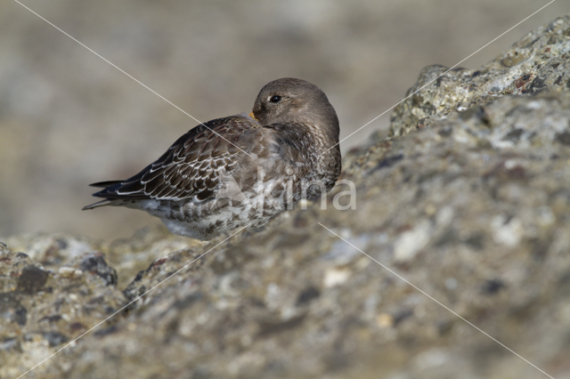 Paarse Strandloper (Calidris maritima)