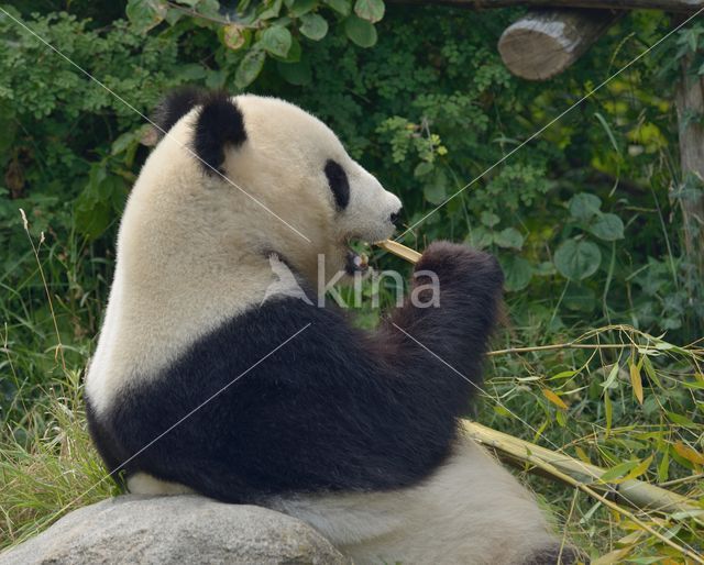 Giant Panda (Ailuropoda melanoleuca)