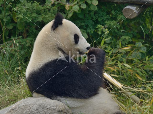 Giant Panda (Ailuropoda melanoleuca)