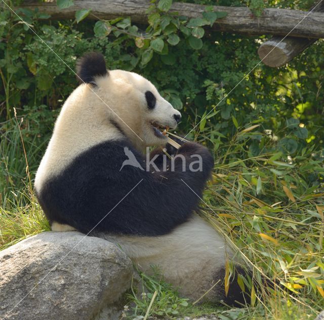 Giant Panda (Ailuropoda melanoleuca)