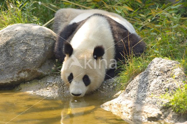 Giant Panda (Ailuropoda melanoleuca)