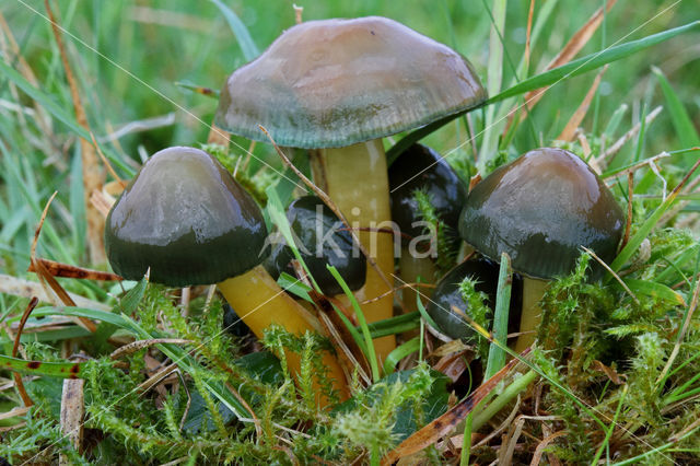 Parrot Waxcap (Hygrocybe psittacina)