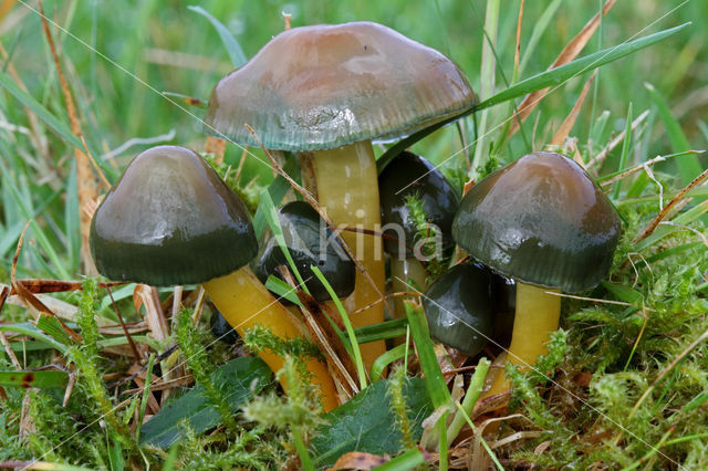 Parrot Waxcap (Hygrocybe psittacina)