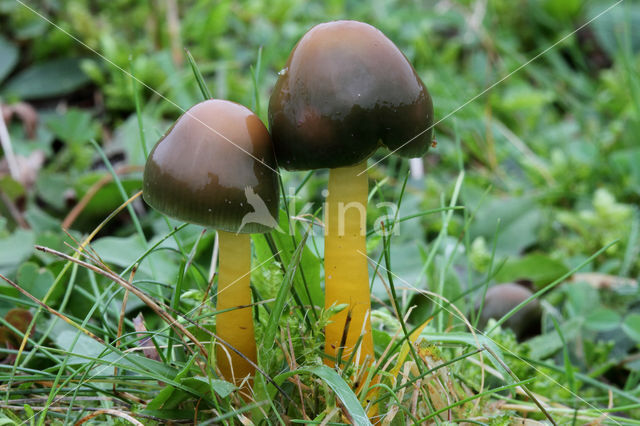 Parrot Waxcap (Hygrocybe psittacina)