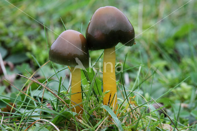 Parrot Waxcap (Hygrocybe psittacina)