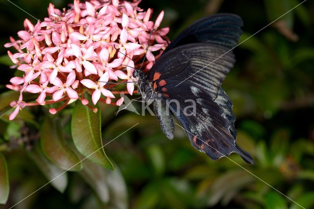 Papilio memnon heronus