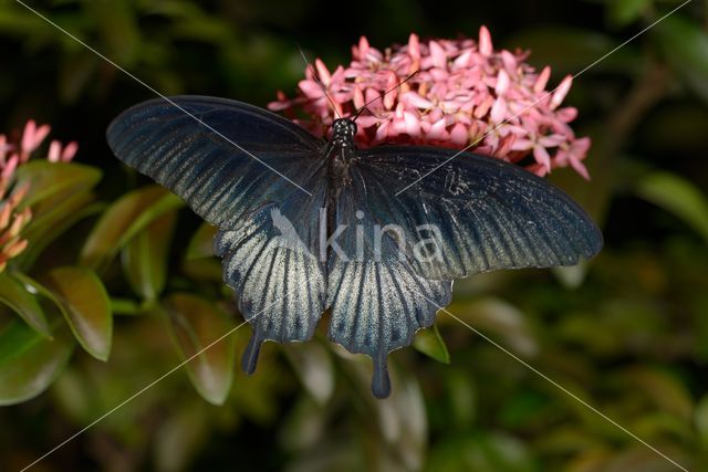 Papilio memnon heronus