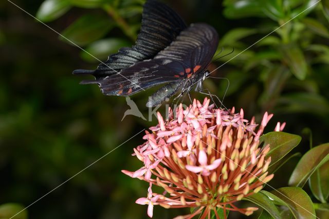 Papilio memnon heronus