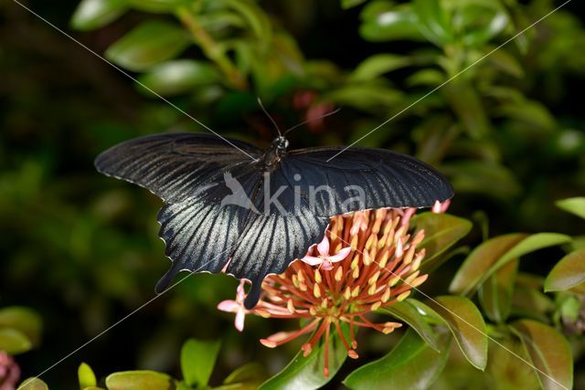 Papilio memnon heronus