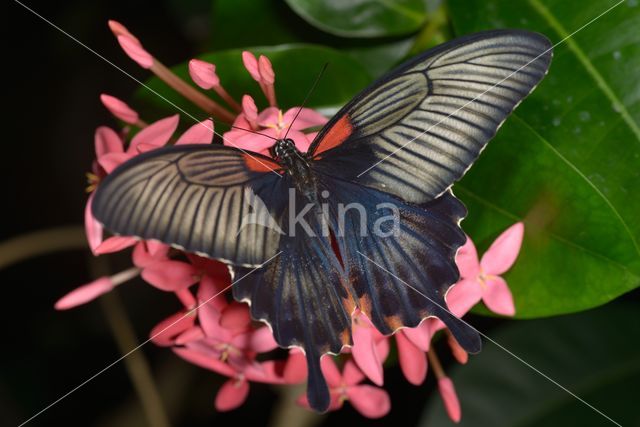 Papilio protenor