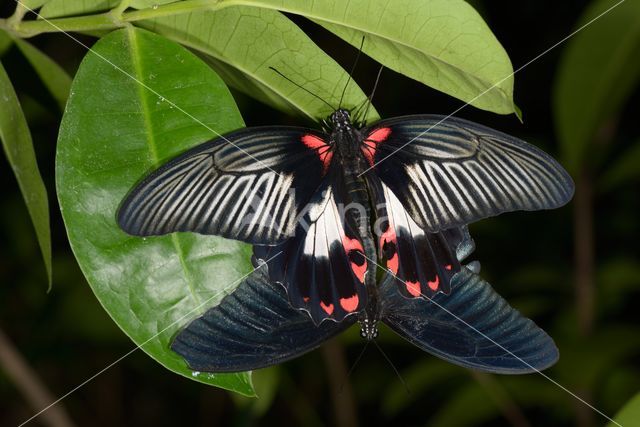 Scarlet swallowtail (Papilio rumanzovia)