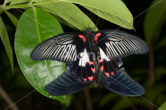 Papilio rumanzovia