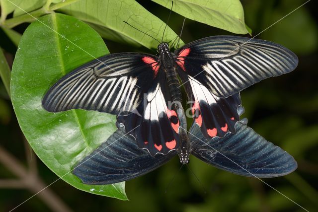 Scarlet swallowtail (Papilio rumanzovia)