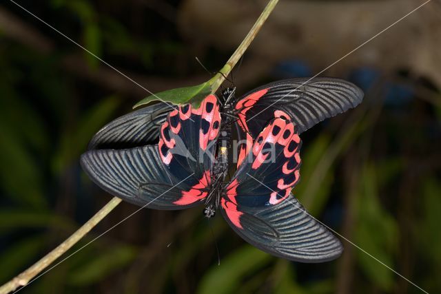 Papilio rumanzovia