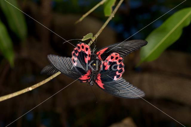 Scarlet swallowtail (Papilio rumanzovia)