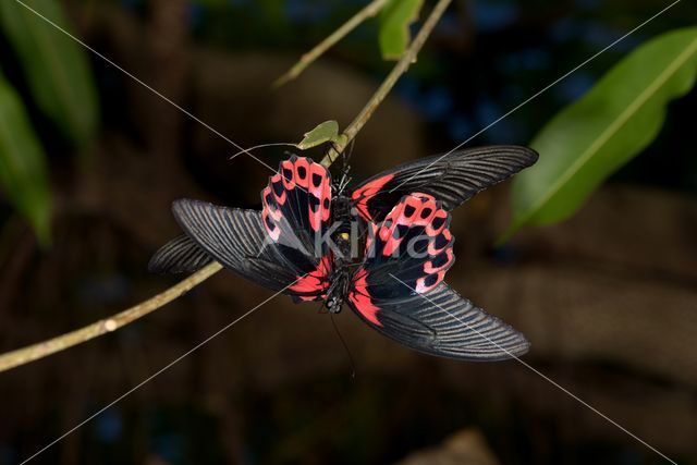 Papilio rumanzovia