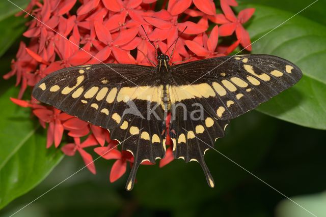 King Swallowtail (Papilio thoas)