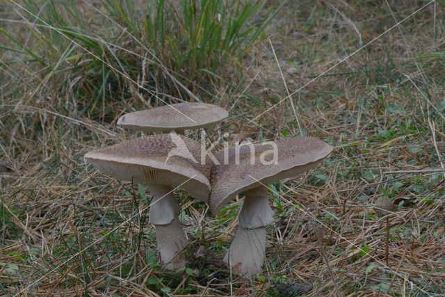 Parelamaniet (Amanita rubescens)