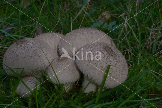 Common puffball (Lycoperdon perlatum)