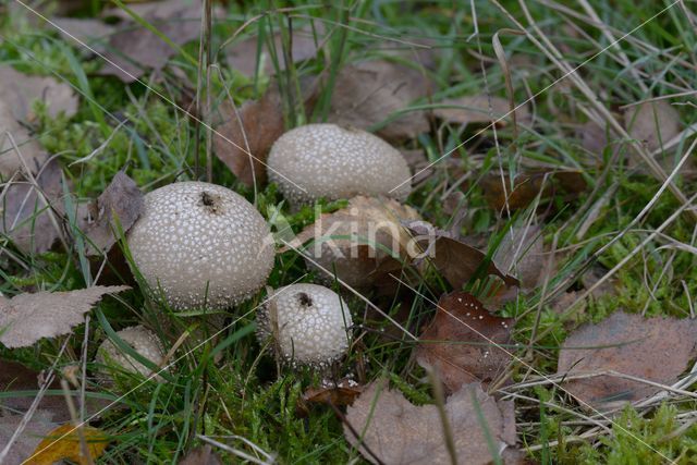 Common puffball (Lycoperdon perlatum)