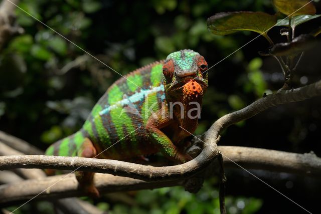 Parsons kameleon (Calumma parsonii)