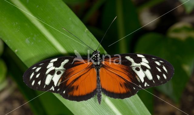 Passiebloemvlinder (Heliconius hecale)