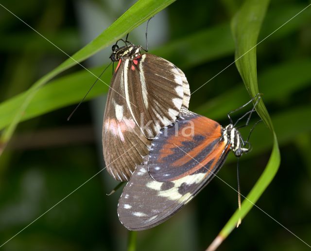 Postman butterfly (Heliconius melpomene)