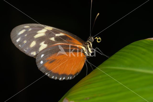 Passiebloemvlinder (Heliconius hecale)