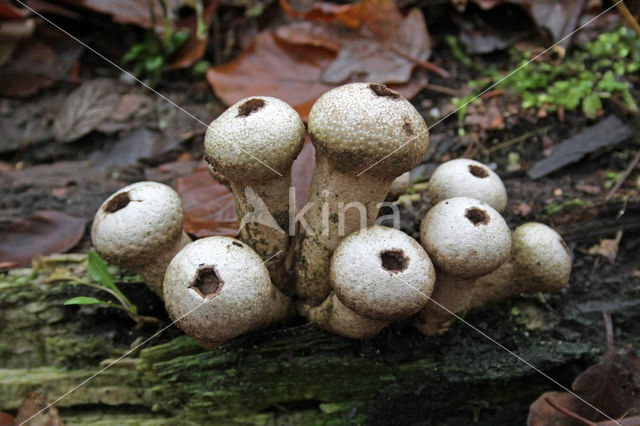 Peervormige stuifzwam (Lycoperdon pyriforme)