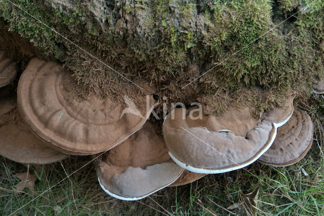 Platte tonderzwam (Ganoderma lipsiense)