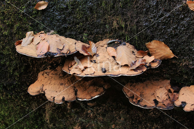 Platte tonderzwam (Ganoderma lipsiense)