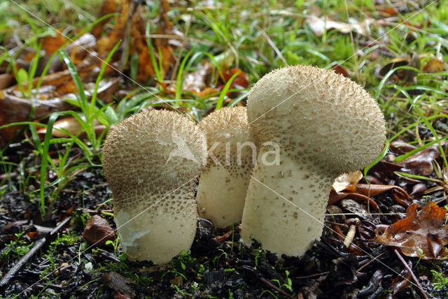 Plooivoetstuifzwam (Calvatia excipuliformis)