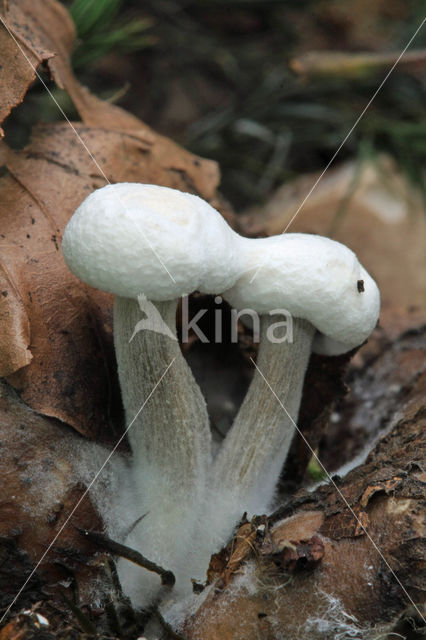 Poederzwamgast (Asterophora lycoperdoides)