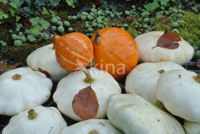 Pompoen (Cucurbita spec.)