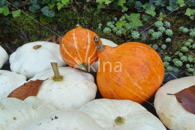 Pompoen (Cucurbita spec.)