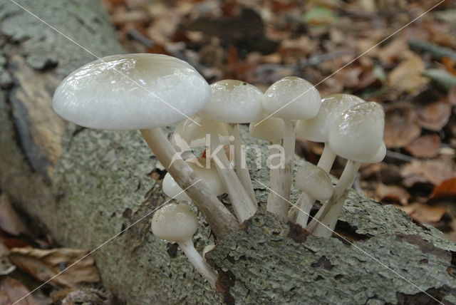 Porcelain fungus (Oudemansiella mucida)